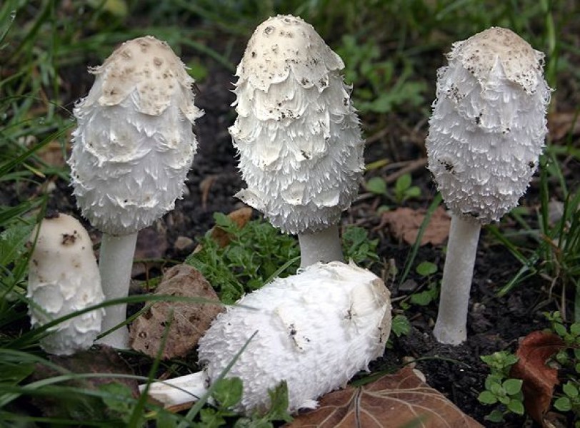 "مضادات حيوية" من مصادر طبيعية!