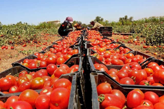 رحلة البندورة في الدعم والتسويق الحكومي