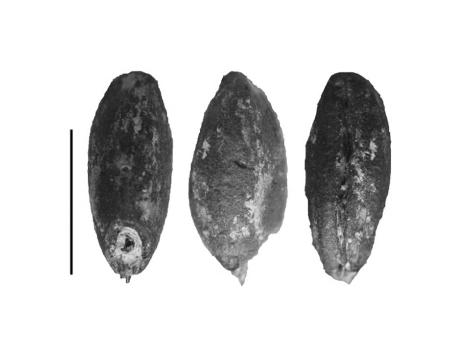 تدجين الحبوب في منطقة المتوسط