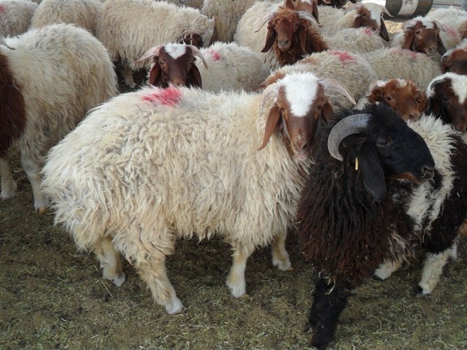 (التهريب) أرقام قياسية: 7 ملايين (رأس عواس) خلال عامين!