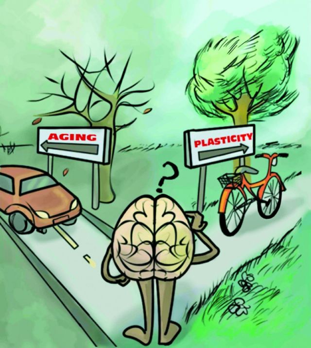 الدماغ يعيد تشكيل نفسه ولو تقدم به العمر