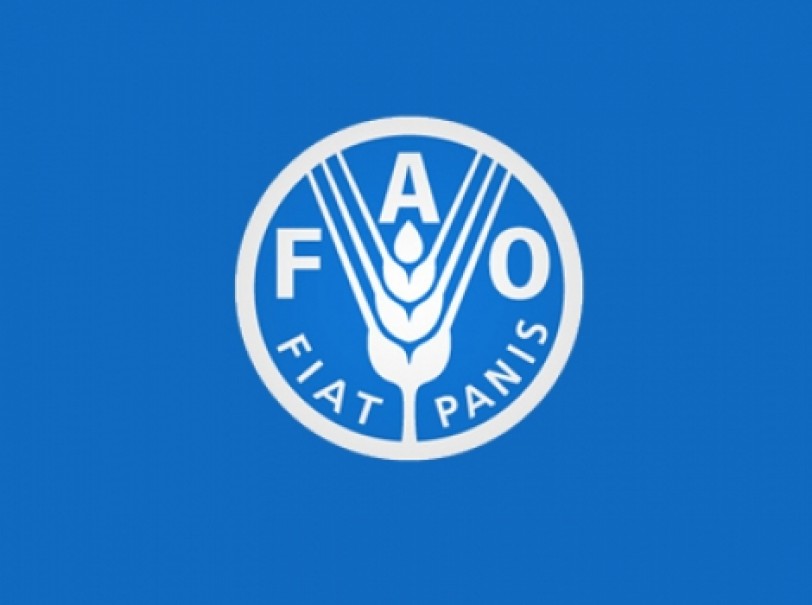 منظمة «فاو»: محصول القمح السوري سينخفض إلى 1.97 مليون طن في 2014