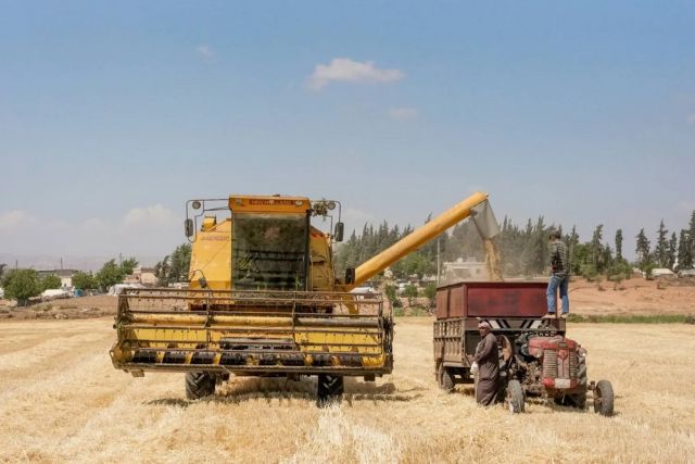 محصول القمح... معاناة مستمرة للفلاح و«شام كاش» الرابح الأكبر!