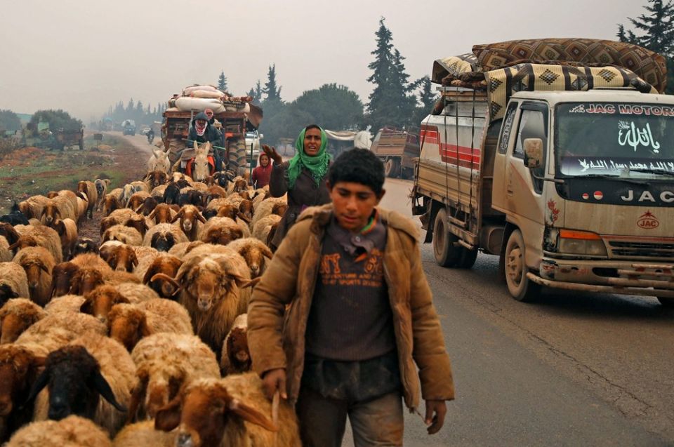 تراجع الثروة الحيوانية... أزمة الأعلاف وتكاليف التربية تهدد الأمن الغذائي