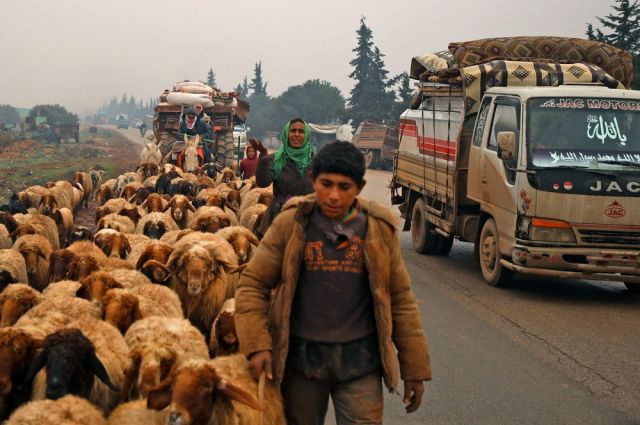 تراجع الثروة الحيوانية... أزمة الأعلاف وتكاليف التربية تهدد الأمن الغذائي