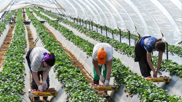الإمبريالية والاستغلال الفائق لعمالة الدول غير الإمبريالية