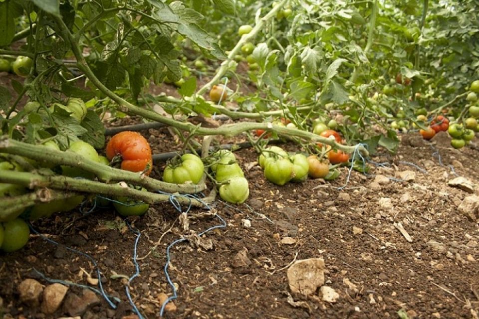 55 ل.س/ للكغ لتكاليف البندورة مرشحة للزيادة