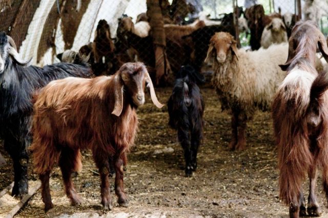 الجوع والبرد سبب إضافي لتراجع أعداد قطعان الثروة الحيوانية