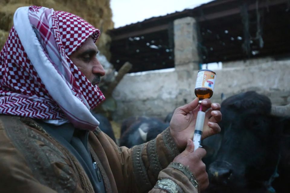 الحمى القلاعية تعود إلى قطعان حماة... والطمأنة الرسمية لا تحمي المربين