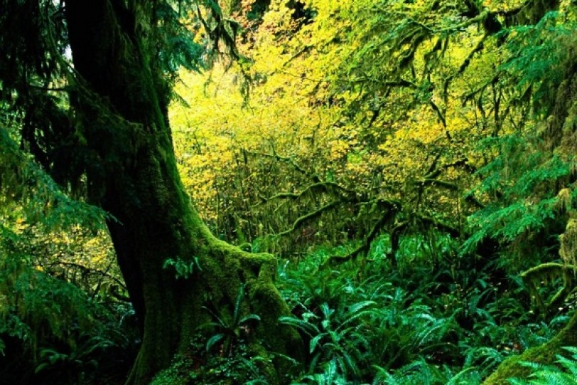 الغابات.. «الصمام الأخضر» للعالم يؤول إلى الزوال