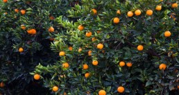 الحمضيات أوجاع لا تنتهي