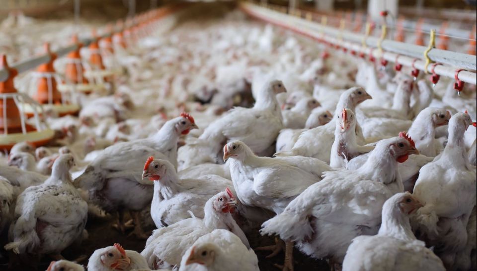 بعد التضحية بمحصول الذرة الصفراء.. لهفة حكومية على قطاع الدواجن!