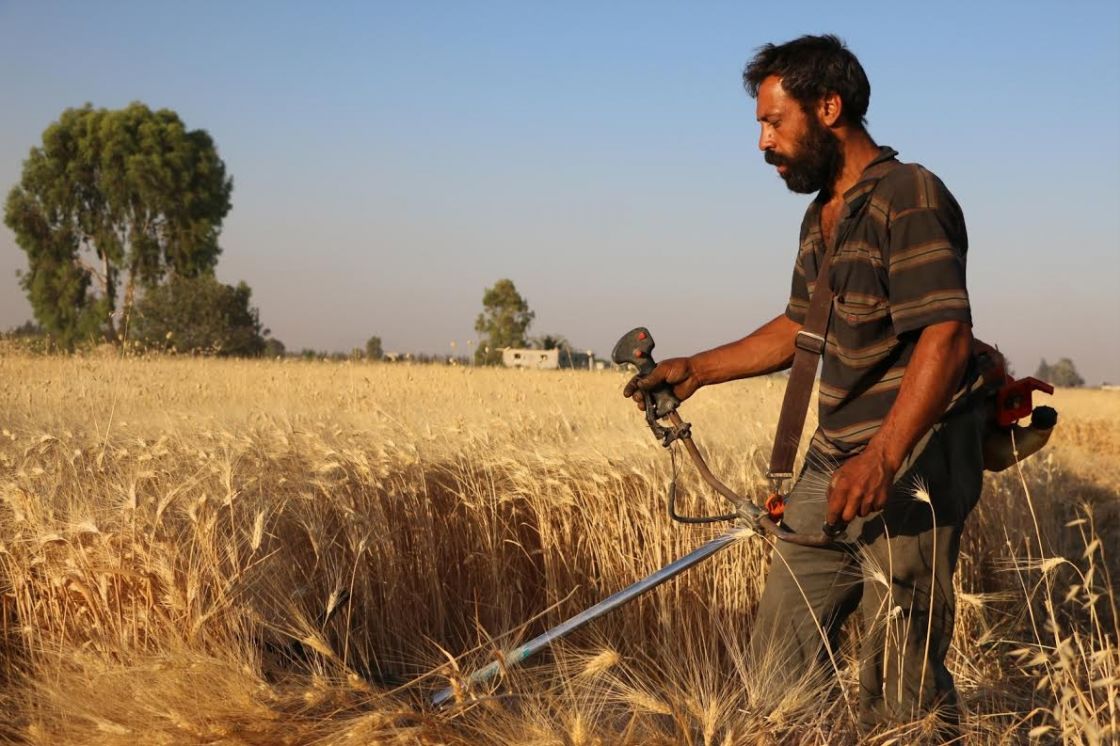 انتهى الحصاد وبانت الغلّة.. استجرار 10% من القمح السوري فقط!