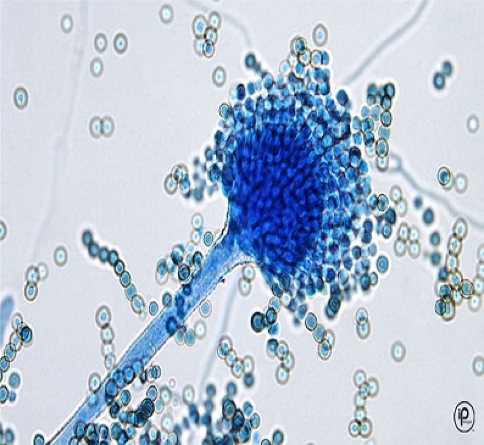 استخدام فطور ماء الجفت في معالجة الجفت حيوياً