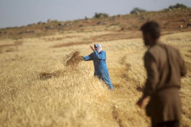 مؤشرات القمح في 2017:  إيجابية...
