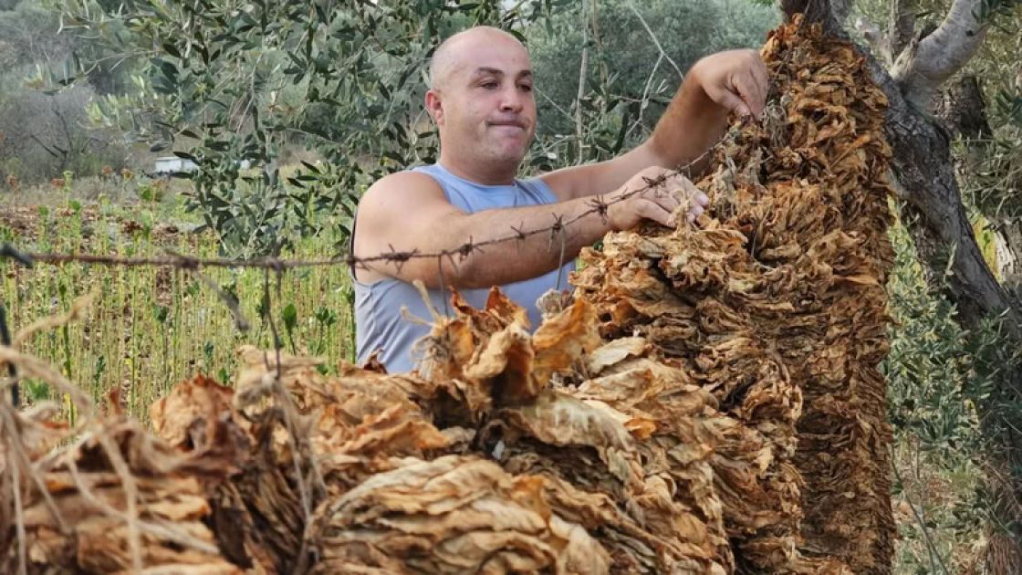 التبغ السوري، متى سينتهي فصل السياسات المجحفة؟!