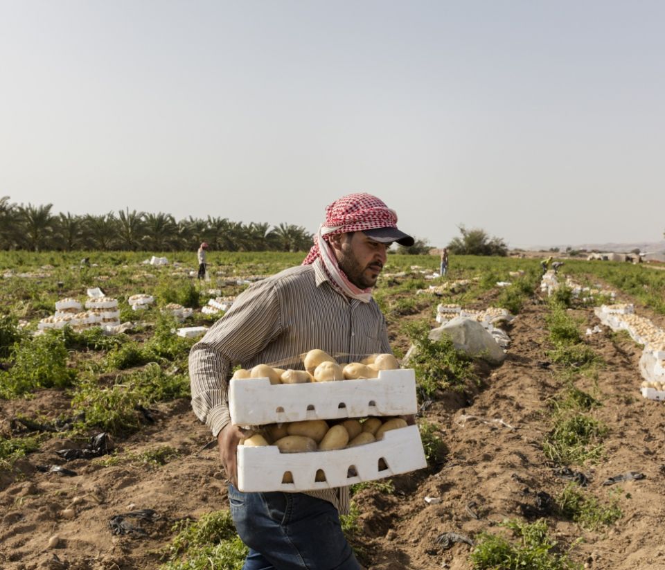 الواقع الزراعي في طرطوس.. المزارعون العمود الفقري للأمن الغذائي
