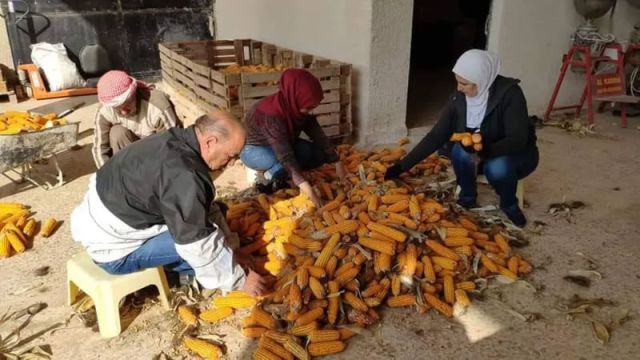 الذرة الصفراء محصول استراتيجي جديد يذهب أدراج الرياح...!