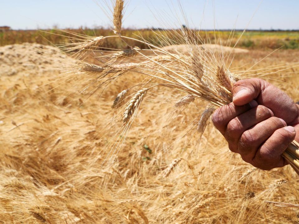 ارتفاع أسعار القمح بعد تعليق صفقة الحبوب وروسيا تعد إفريقيا بالمساعدة