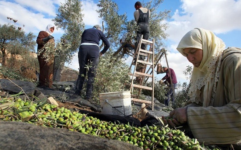 تعويل حكومي على المستثمرين.. الاستثمار مزارع وحكومة!