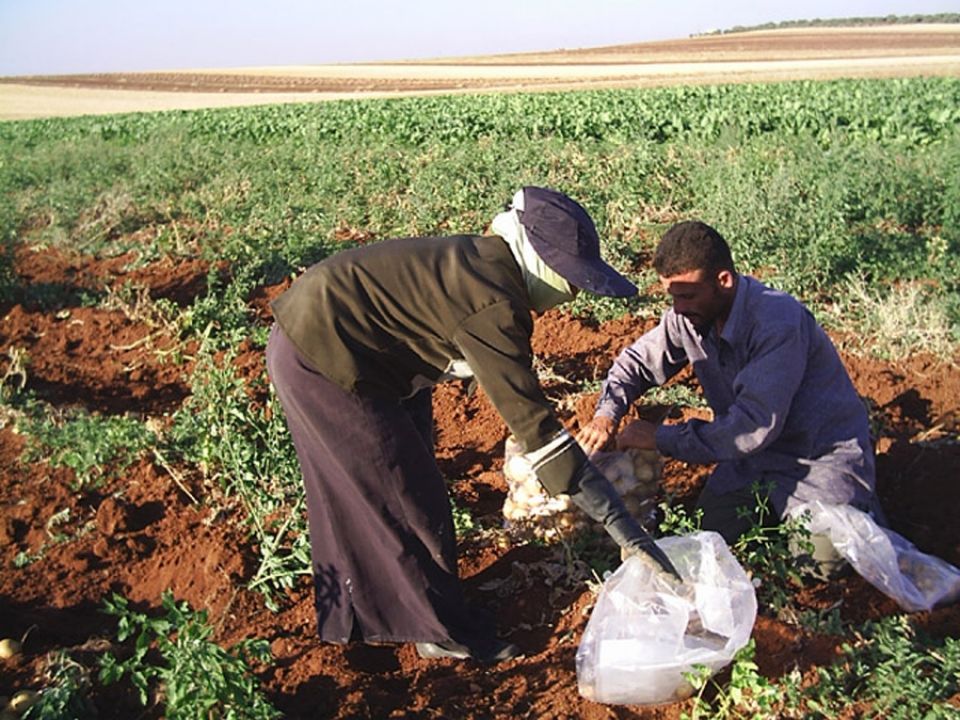 العثـرة الـوزاريـة.. تكلف الزراعة السورية مليارات!