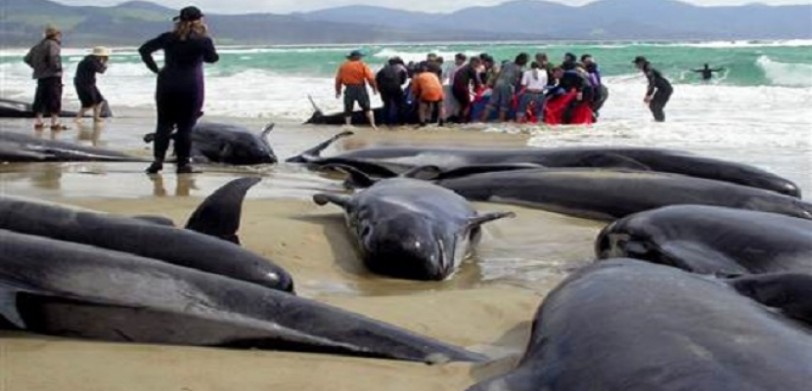 محاولات لإنقاذ مئات الدلافين على شواطئ نيوزلندا