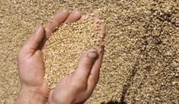 مسلحو &laquo;داعش&raquo; ينهبون أكثر من مليون طن من الحبوب في العراق