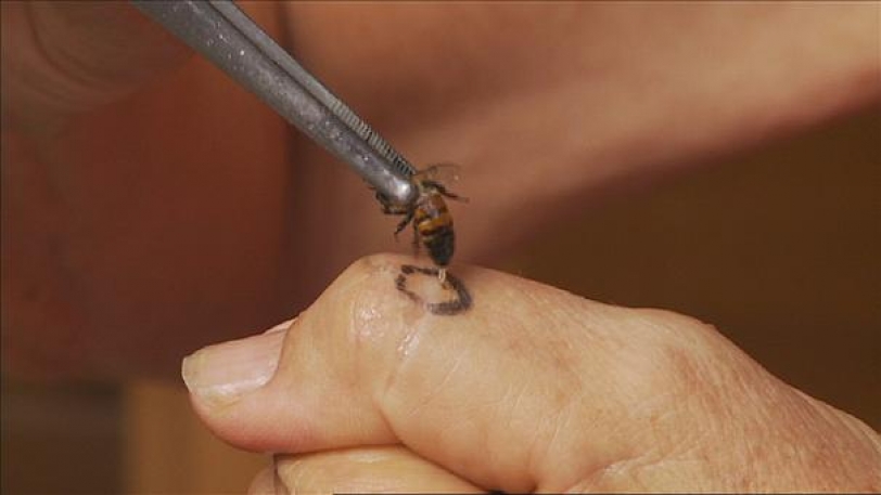صمغ النحل وسمه كعلاج
