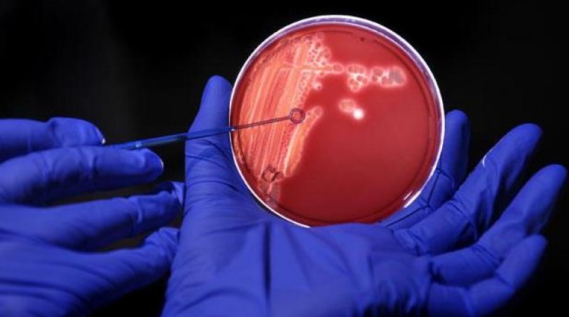 دراسة: بكتيريا طبيعية في جسم الإنسان تقي من الملاريا