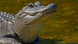 جيل جديد من المضادات الحيوية يكتشف في دم التماسيح