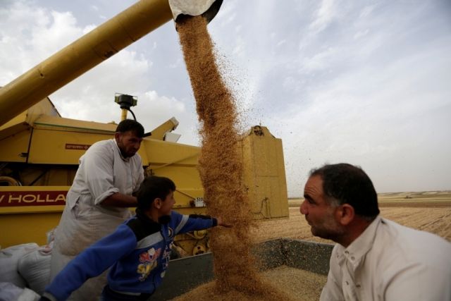 هل يمكن مكافحة أمراض القمح في الغاب؟