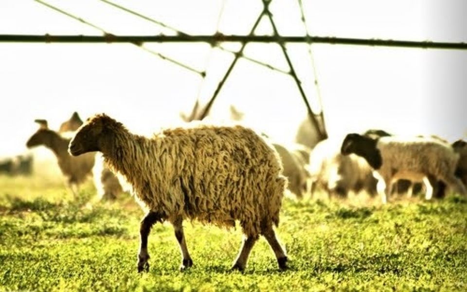 تهريب الأغنام السورية خارج السيطرة .. وارتفاع أسعار اللحوم المتغير الأول