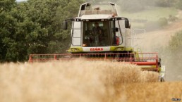 الرياضيات تساعد المحاصيل في مقاومة تغيّرات المناخ وراثياً