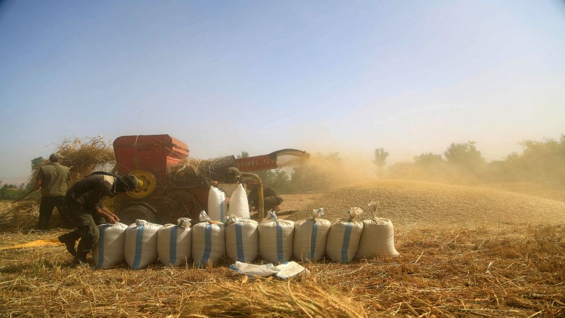 رسالة حكومية واضحة للمزارعين.. كفوا عن زراعة القمح!
