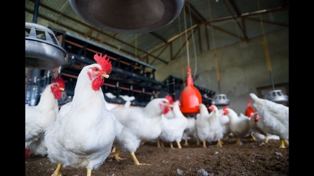 مزيد من الانهيار لمصلحة حيتان الاستيراد