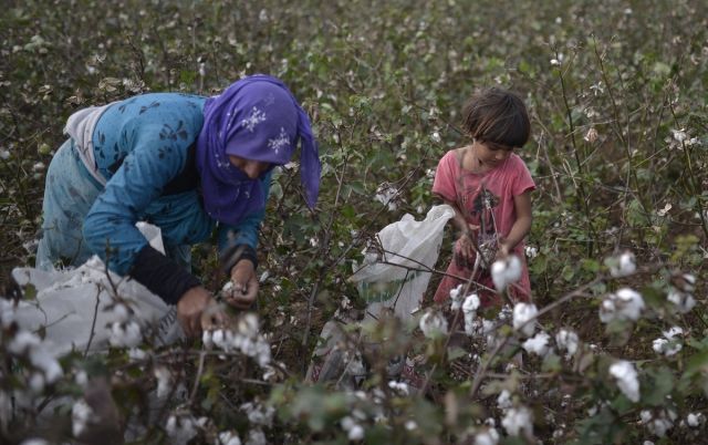 مزارعو الرقة: لم ييأسوا بعد من القطن