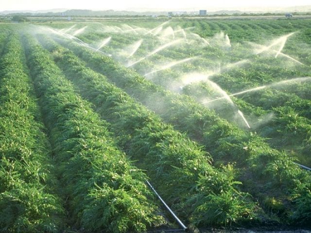 كفاءة طرق الري في منطقة الغاب