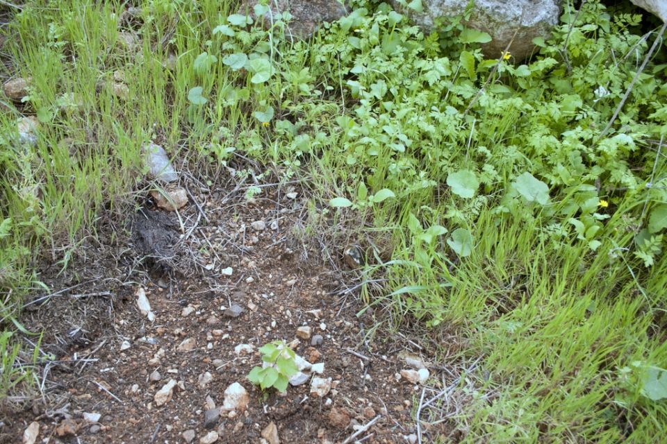 دور المحسًّنات العضوية في التربة