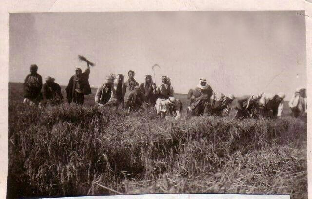 أغاني الحصاد..