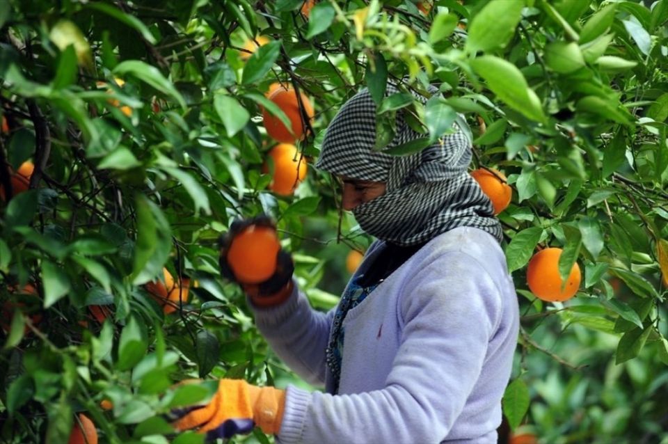 الجفاف والنيوليبرالية والحرب: ثلاثية انهيار الزراعة السورية