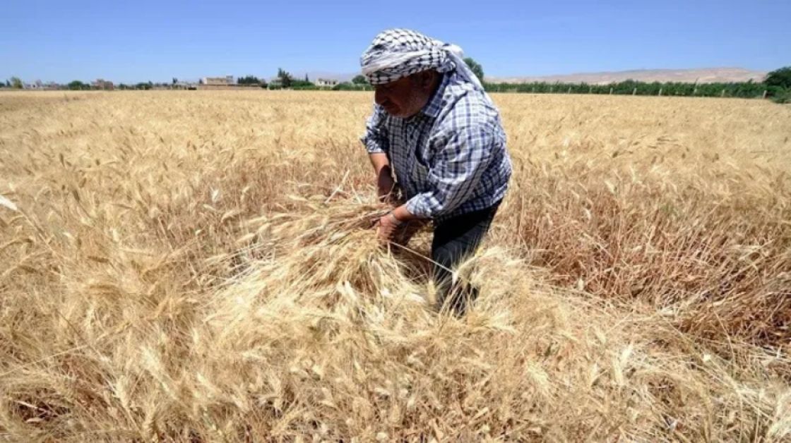 سوريا: لا تعديل رسمي على سعر القمح والاحتجاجات مستمرة لليوم الثالث