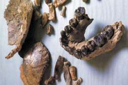 سلف آخر للإنسان المعاصر في إثيوبيا