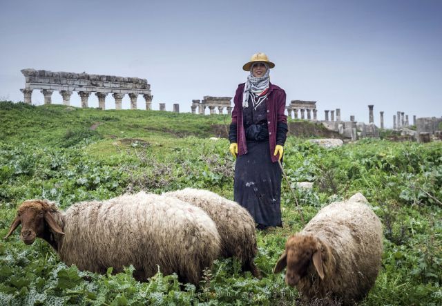 الثروة الحيوانية... خسارة 10 مليون رأس غنم