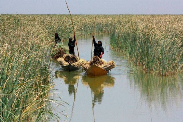 سمفونية الأهوار