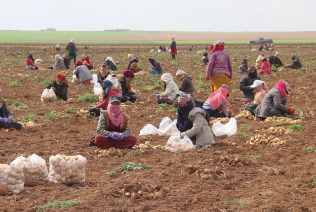 سيناريو محصول البطاطا يتكرر مع العروة الخريفية، الخاسر فيه الفلاح والمستهلك دائماً وأبداً!