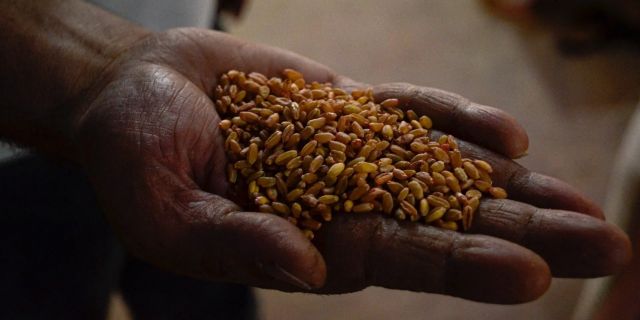 بعض &laquo;ثمار&raquo; ضرب إنتاج محصول القمح وتقويضه!