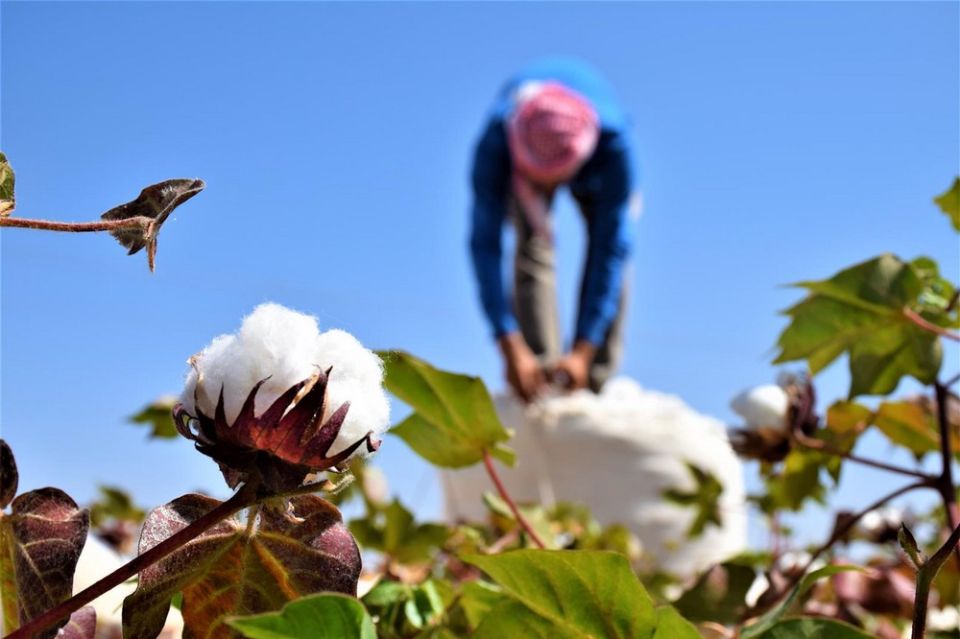 &laquo;القطن المُر&raquo; في شمال سورية... محصول غامض يكشف فراغاً مؤسساتياً خطيراً