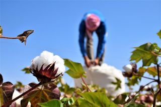 &laquo;القطن المُر&raquo; في شمال سورية... محصول غامض يكشف فراغاً مؤسساتياً خطيراً