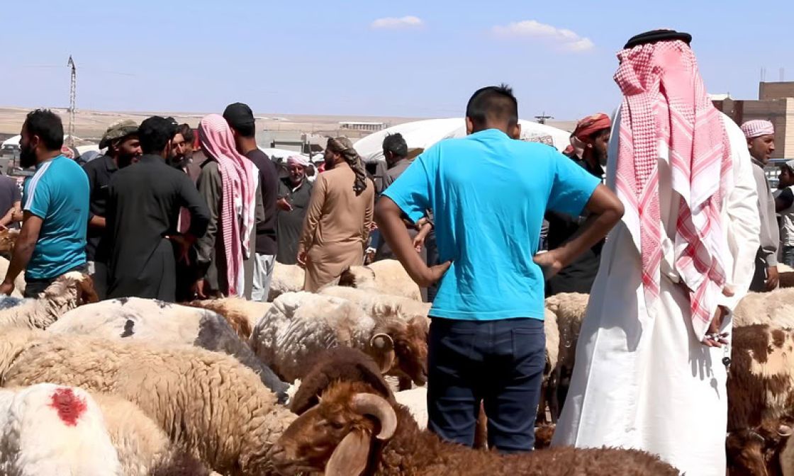 عوامل انهيار الثروة الحيوانية تتشابك والسياسات الحكومية تفشل في منعها