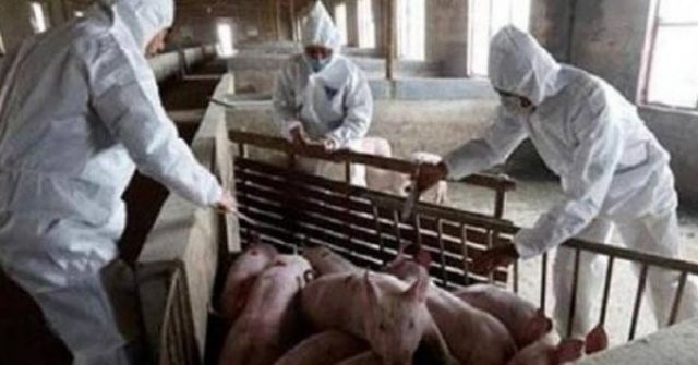 الصين ترصد بؤرة جديدة لحمى الخنازير